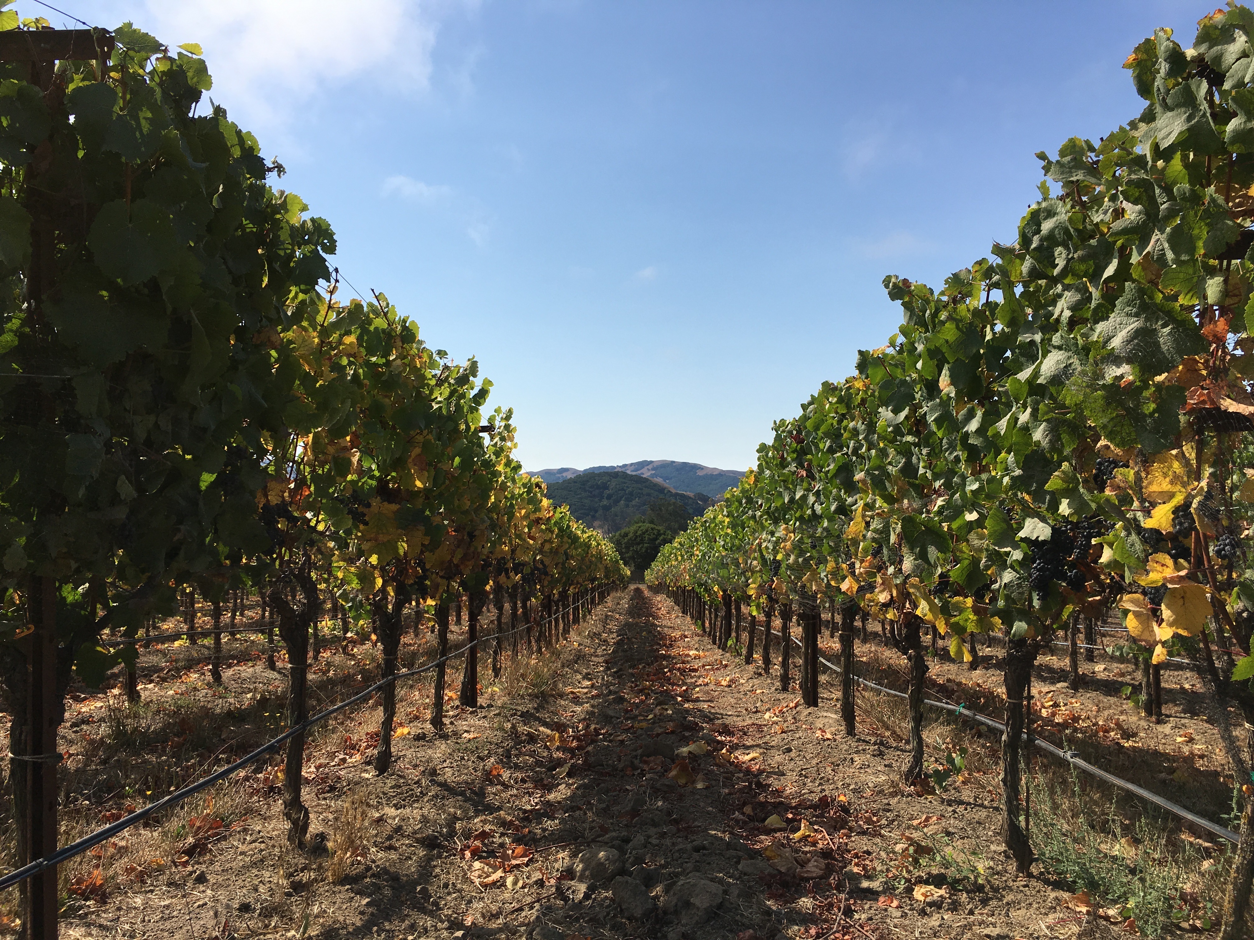 Vineyard Hill Ranch 2024 favors