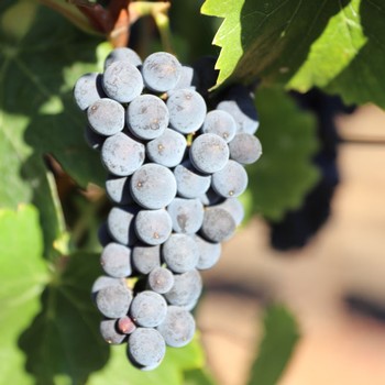 SeptVines0023SQ