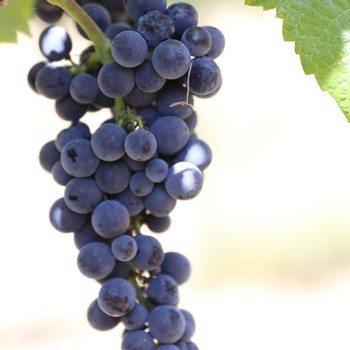 SeptVines0089SQ