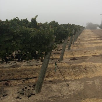 TondreGrapefield2SQ